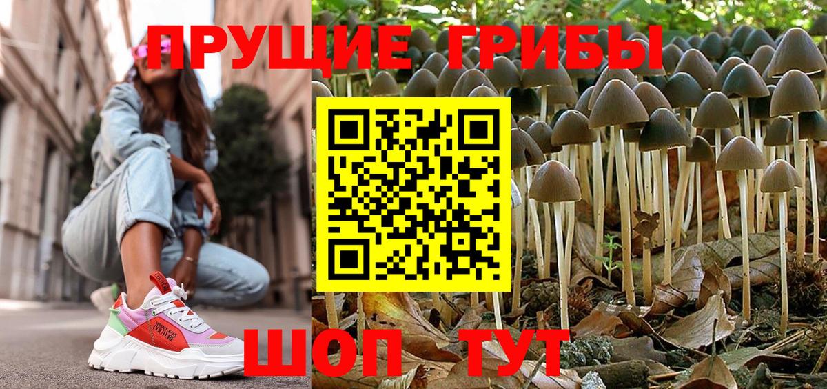 Псилоцибиновые грибы Psilocybine cubensis Сочи
